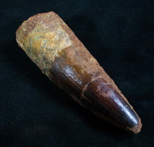 Spinosaurus Tooth - Monster Theropod #7880